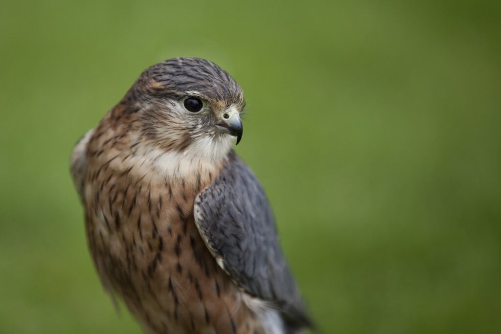 Merlin Closeup