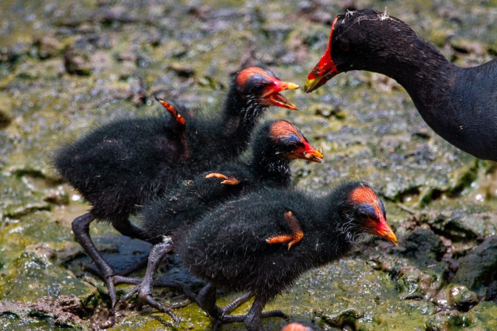 Gallinule With Chicks