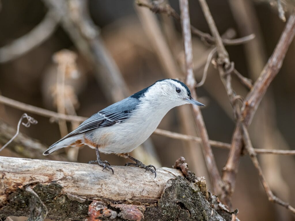 Nuthatch