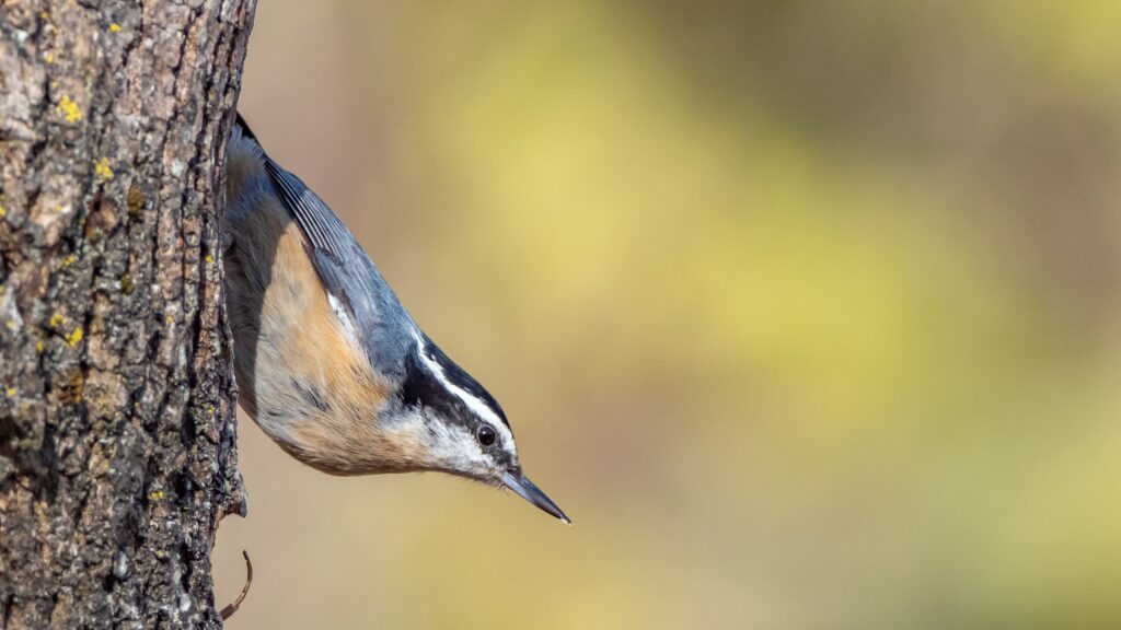 Upside Down Nuthatch