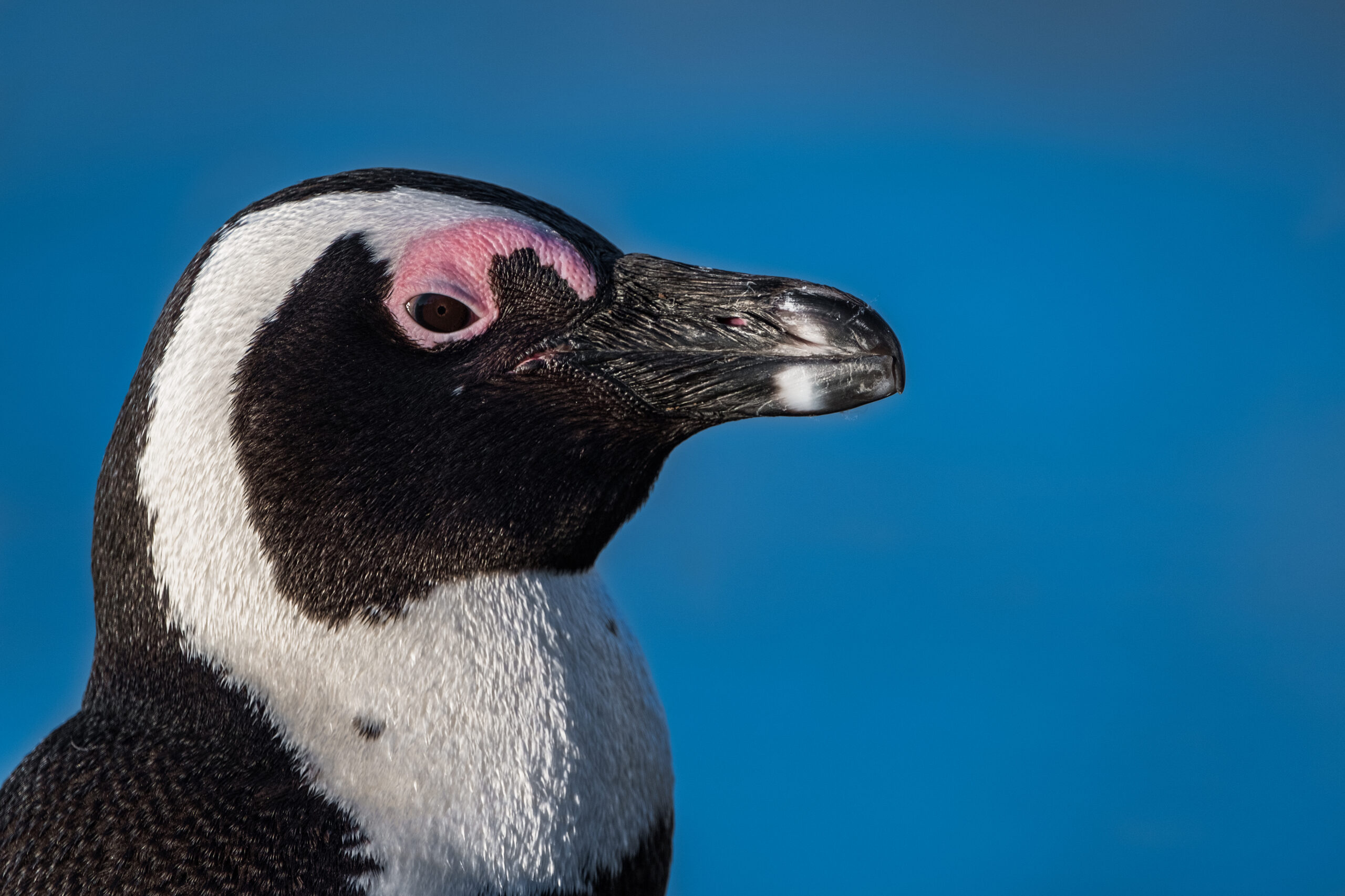 World’s Oldest African Penguin Turns 43
