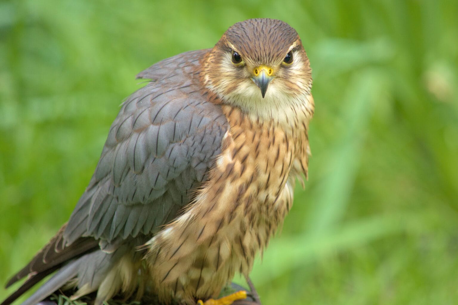 Merlin Symbolism & Meaning (+Totem, Spirit & Omens) | World Birds