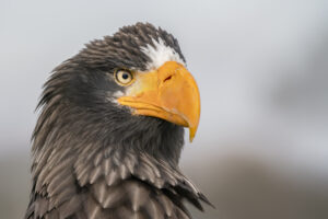 Adult Steller's Sea Eagle