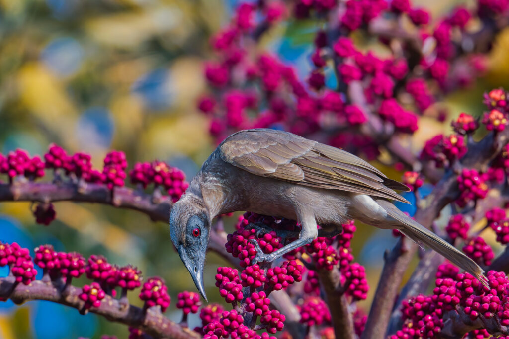 Friarbird with Berries