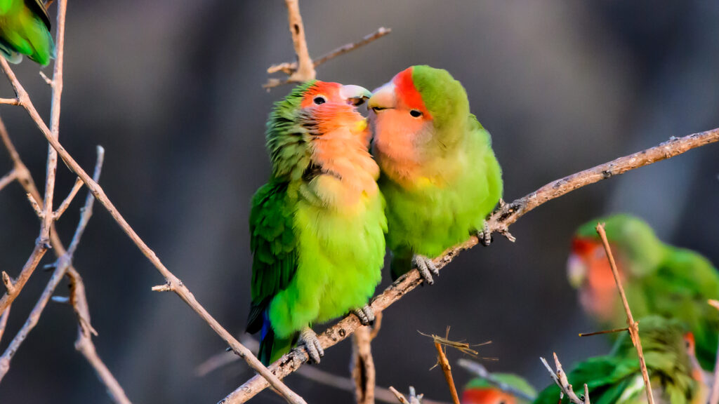 A Pair of Lovebirds on a Branch
