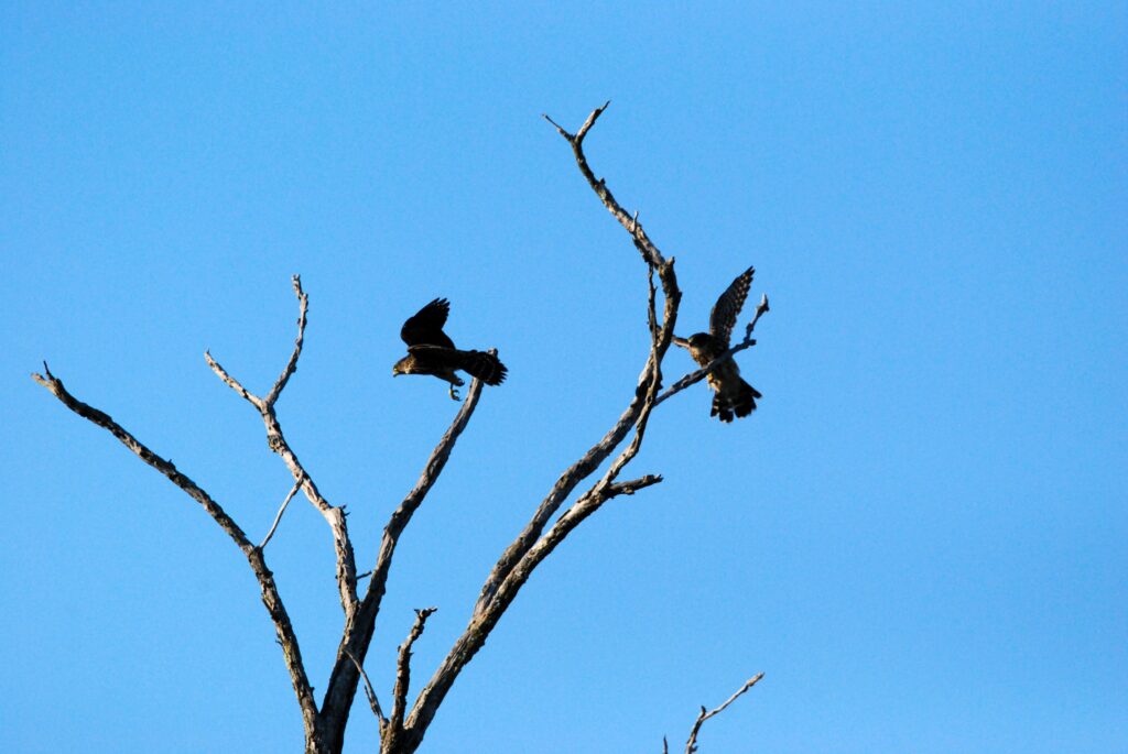 Pair of Merlins in Tree