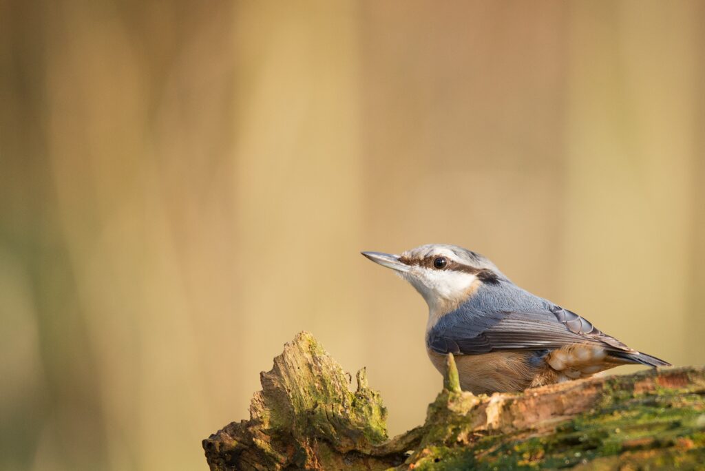 Red-breasted Nuthatch