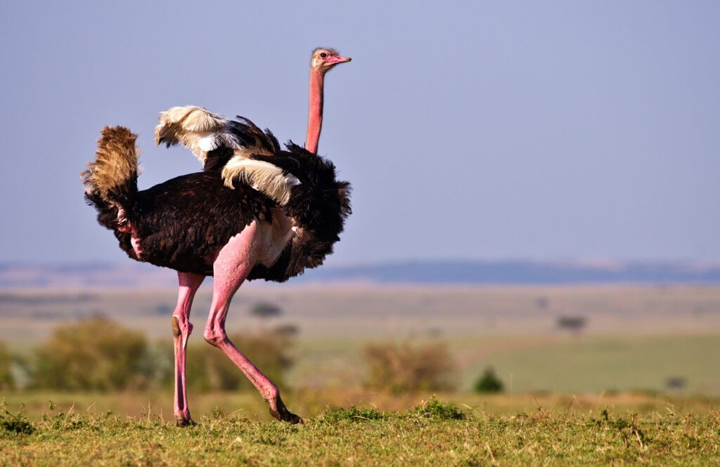 Ostrich on savannah