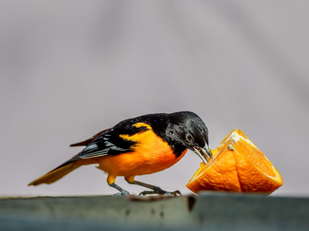 Oriole eating orange