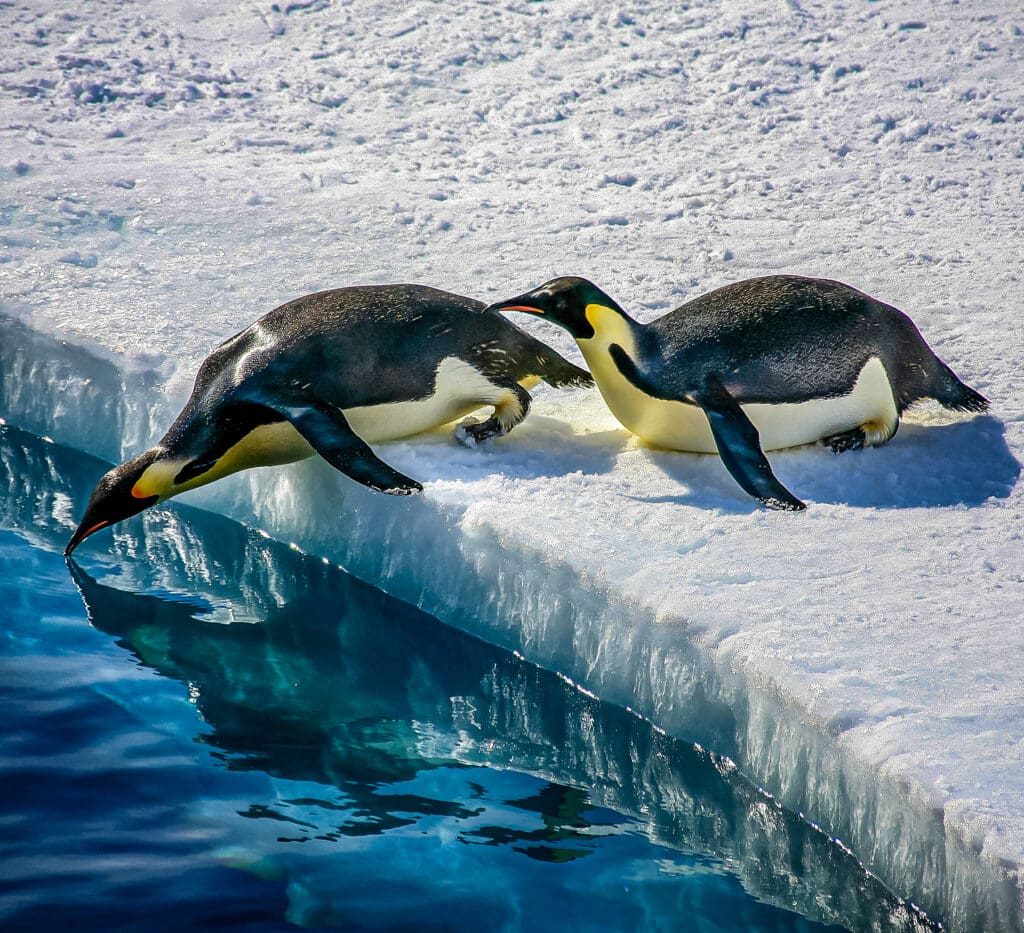 Diving Emperor Penguins