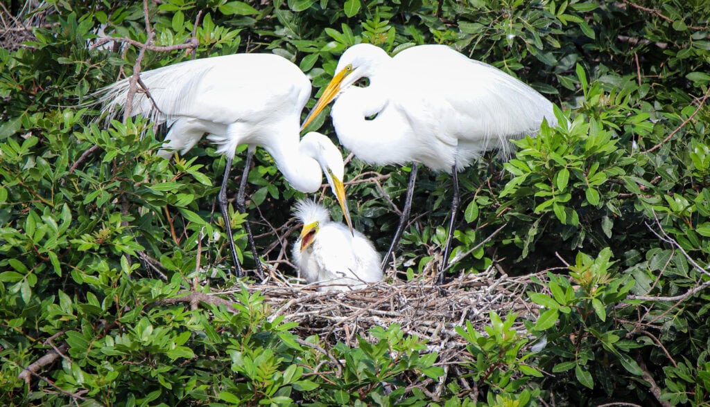 Great egret family at Venice Area Audubon Rookery in Venice, FL.