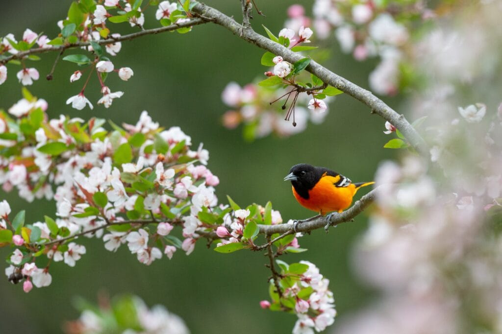 Oriole on blossoming branch