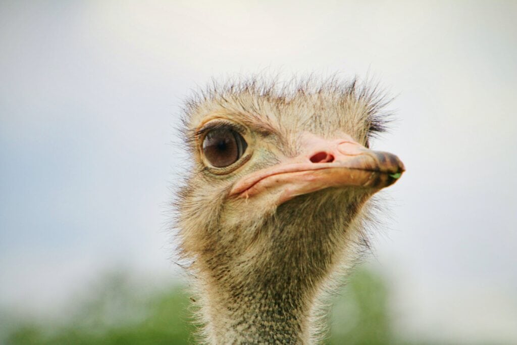 Ostrich face