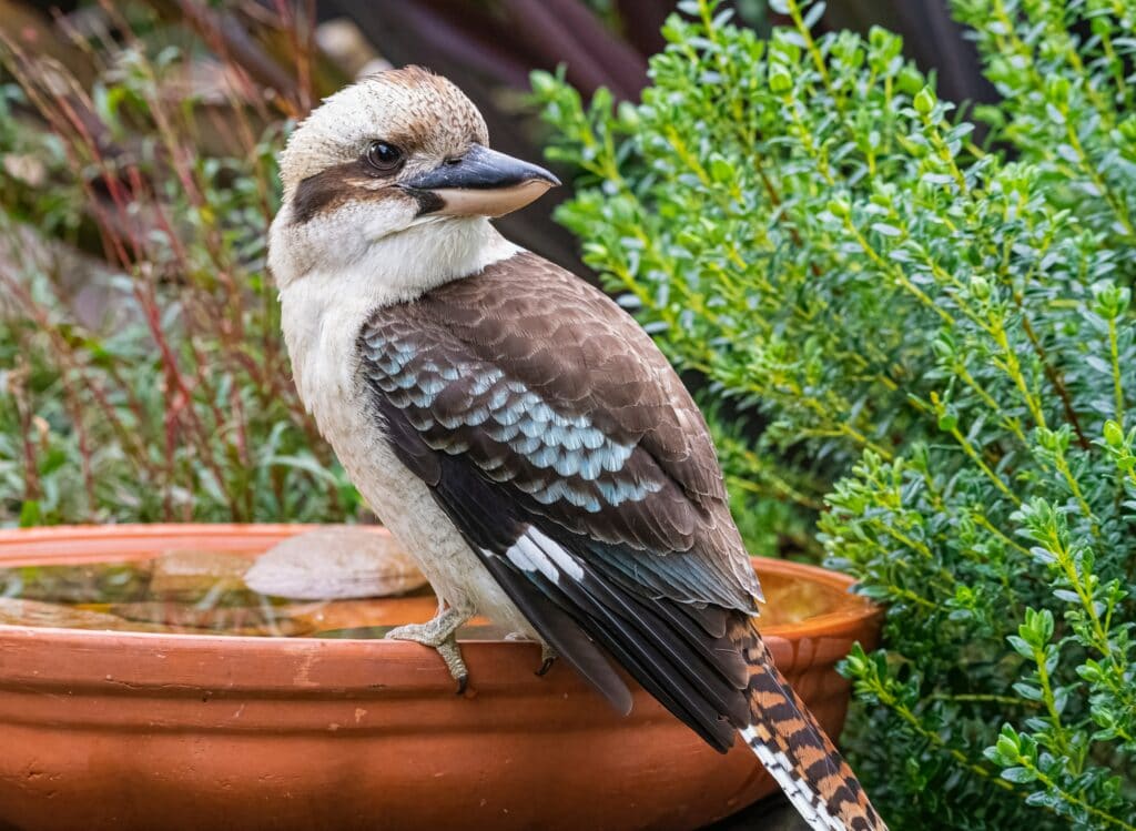 Kookaburra in garden