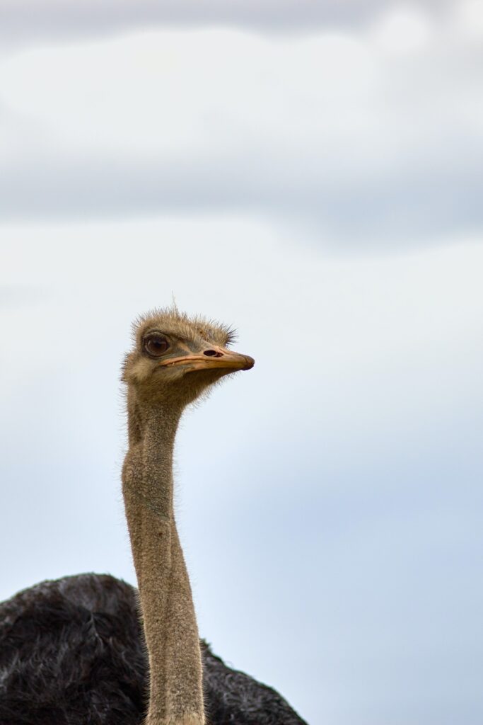 Ostrich against sky