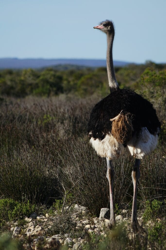 Ostrich in field