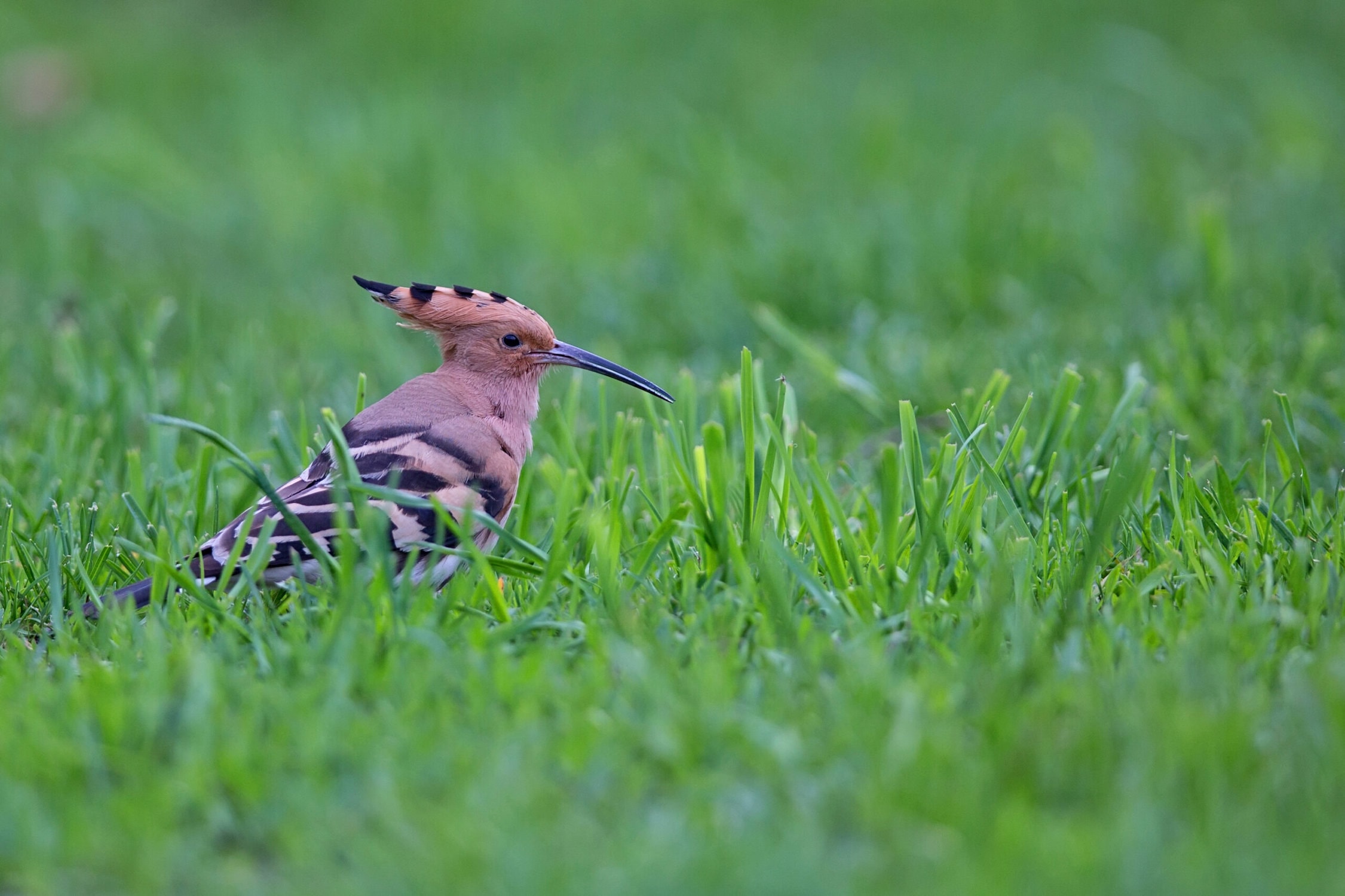 Hoopoe Makes Rare Appearance in Northern Ireland World Birds