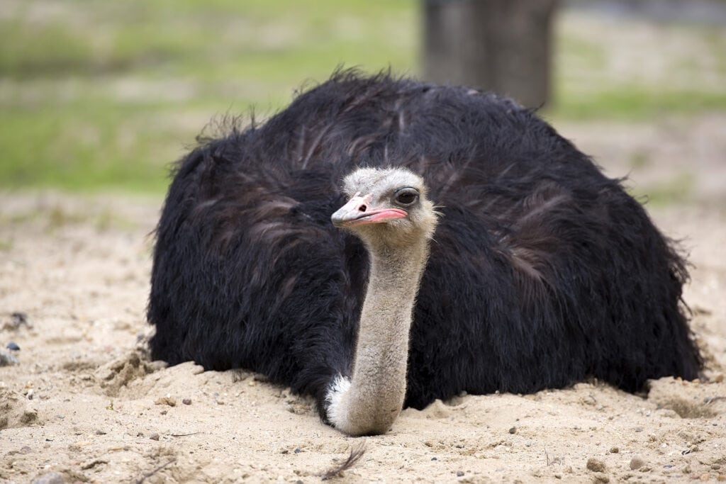 Ostrich in Sand