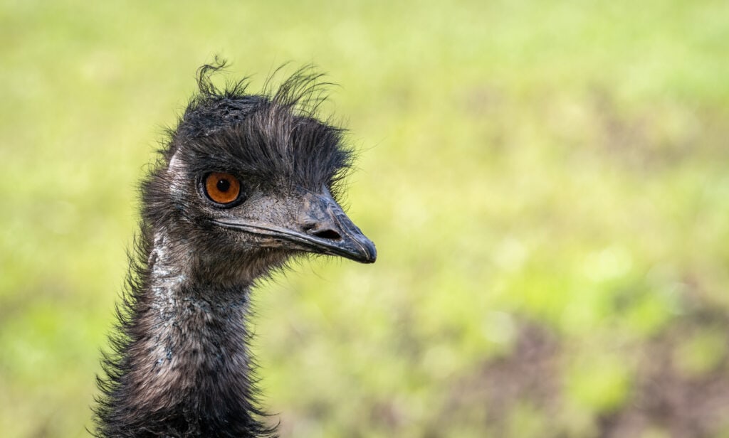 Portrait of Emu