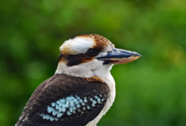 kookaburra-symbolism-meaning-totem-spirit-omens-world-birds