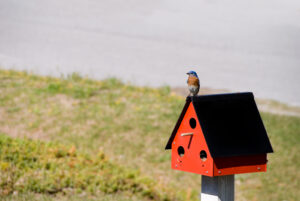 Eastern Bluebird with birdhouse
