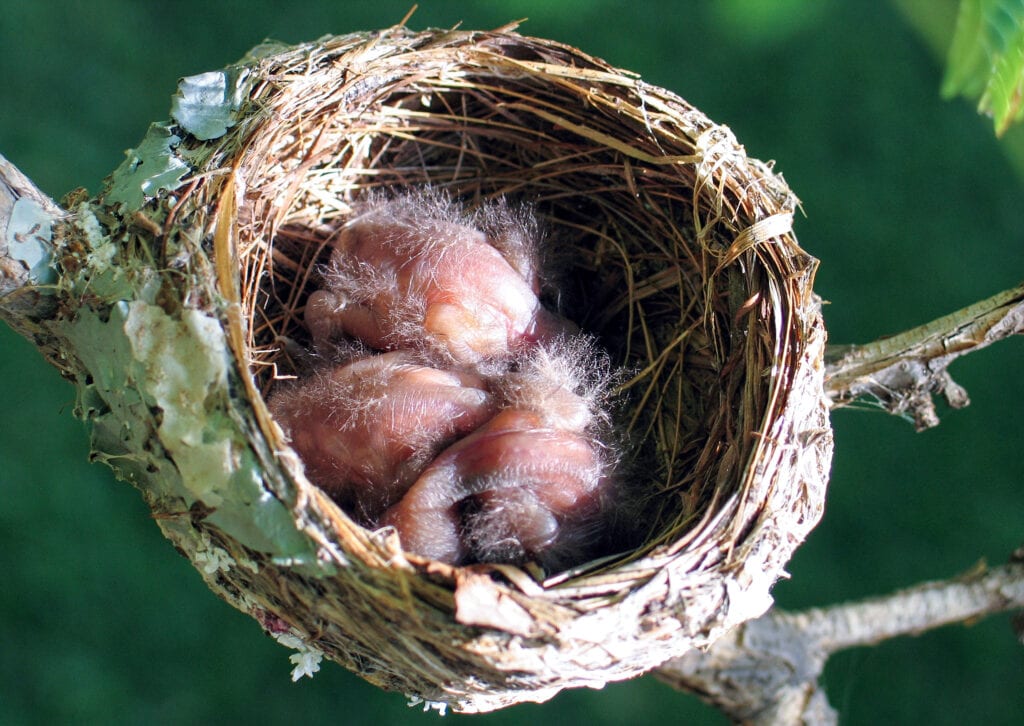 Nest with hatchlings