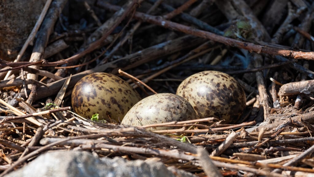 Nest with Black-headed Gull Eggs