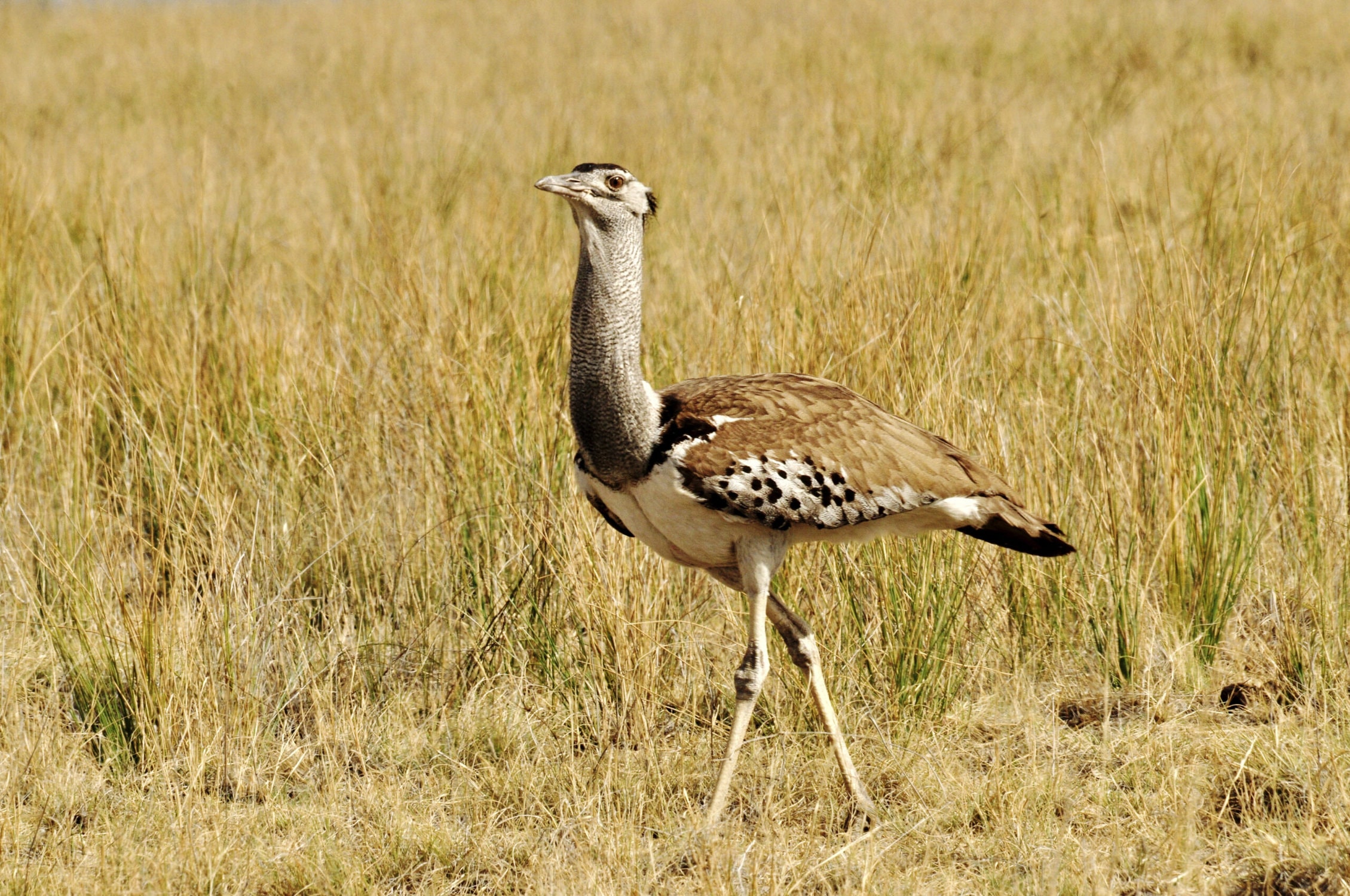 genetic-sequencing-reveals-bustard-family-tree-world-birds