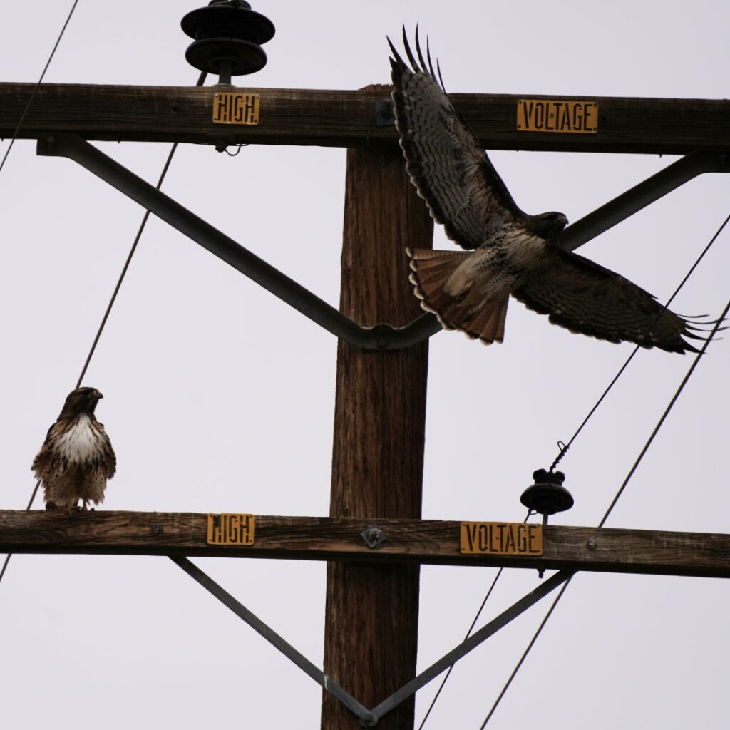 Hawks on power line