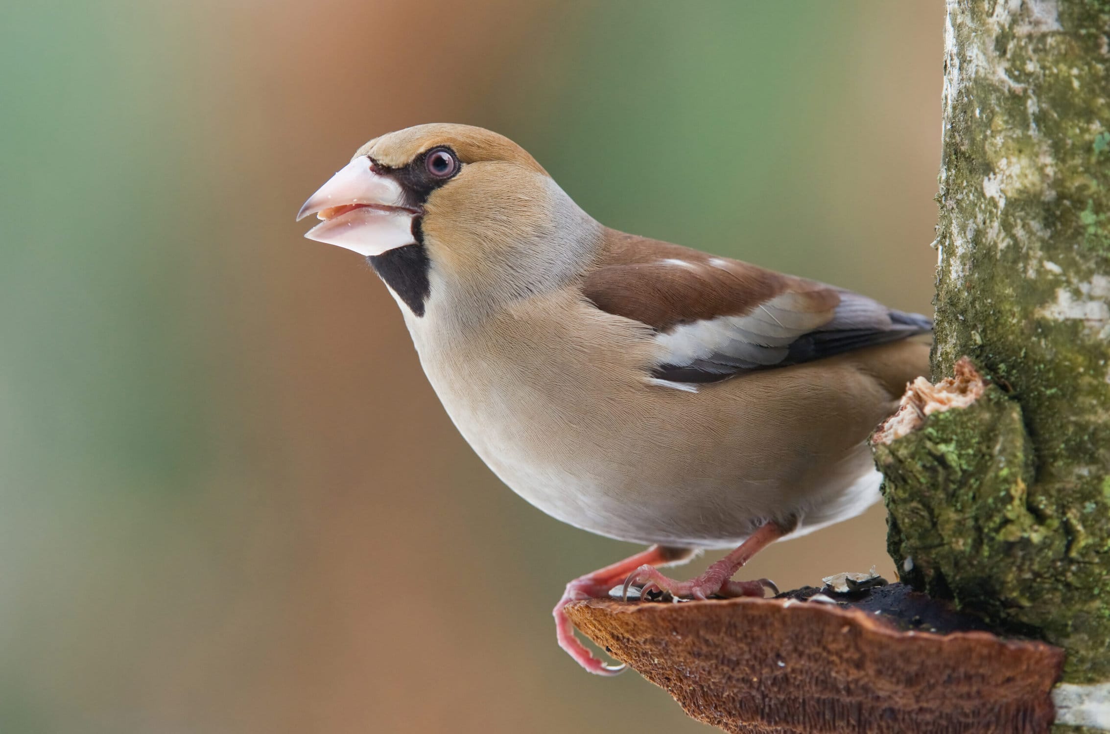 Beak Form Helps Predict Nest Materials Use in International Chook Populations
