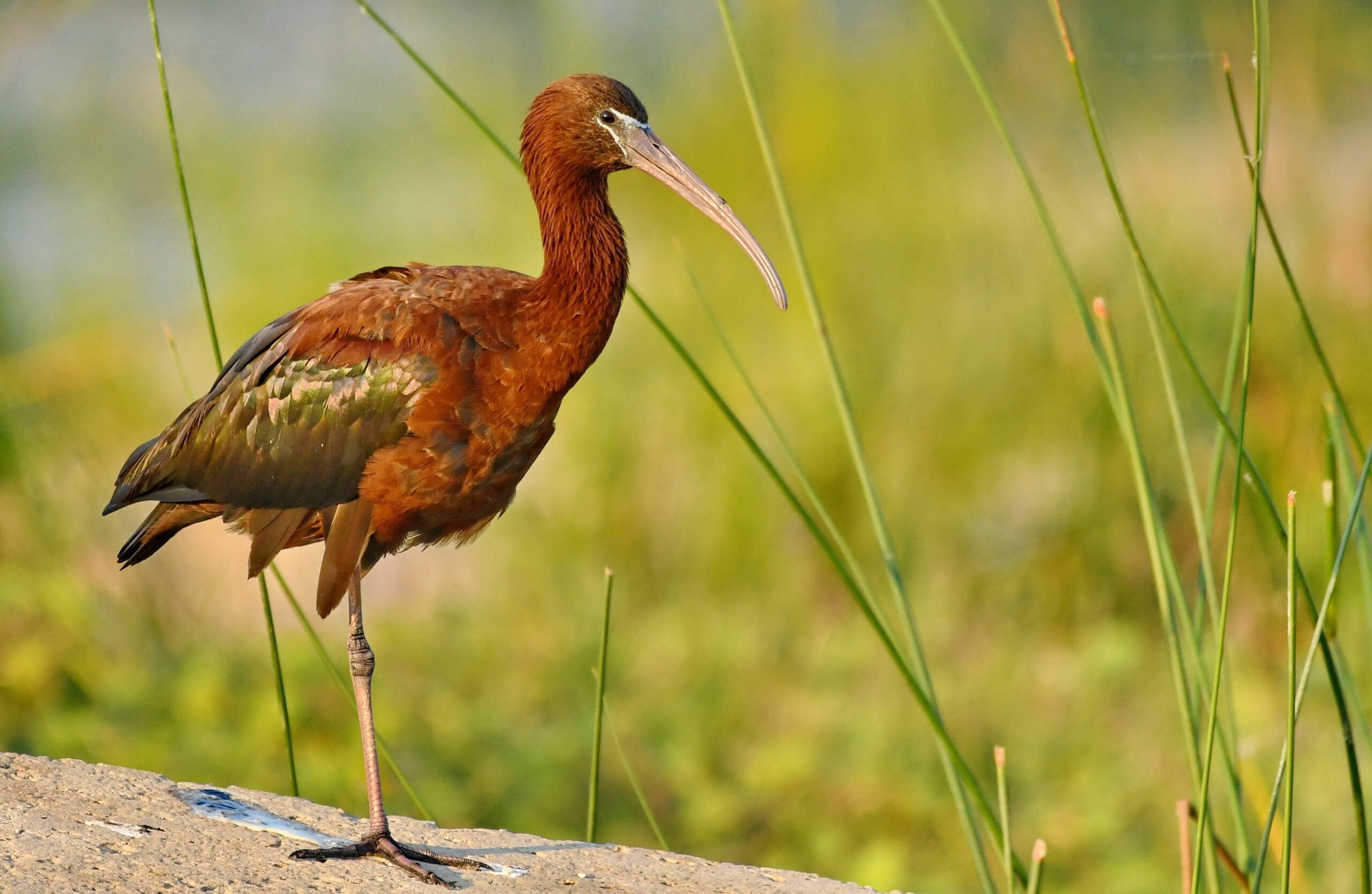 glossy-ibis-spotted-in-china-after-supposed-extinction-world-birds