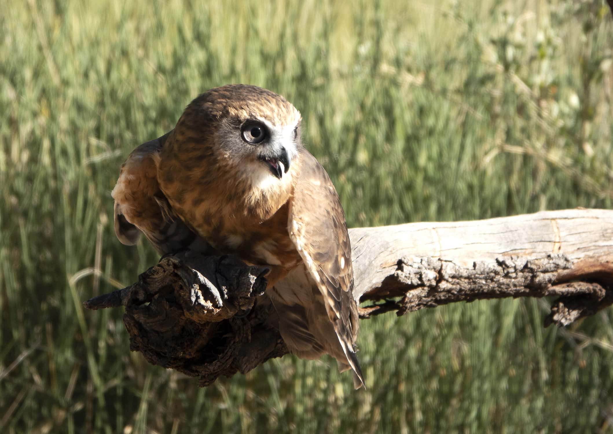 Rodent Poisons are Killing Birds of Prey – Pet News Live