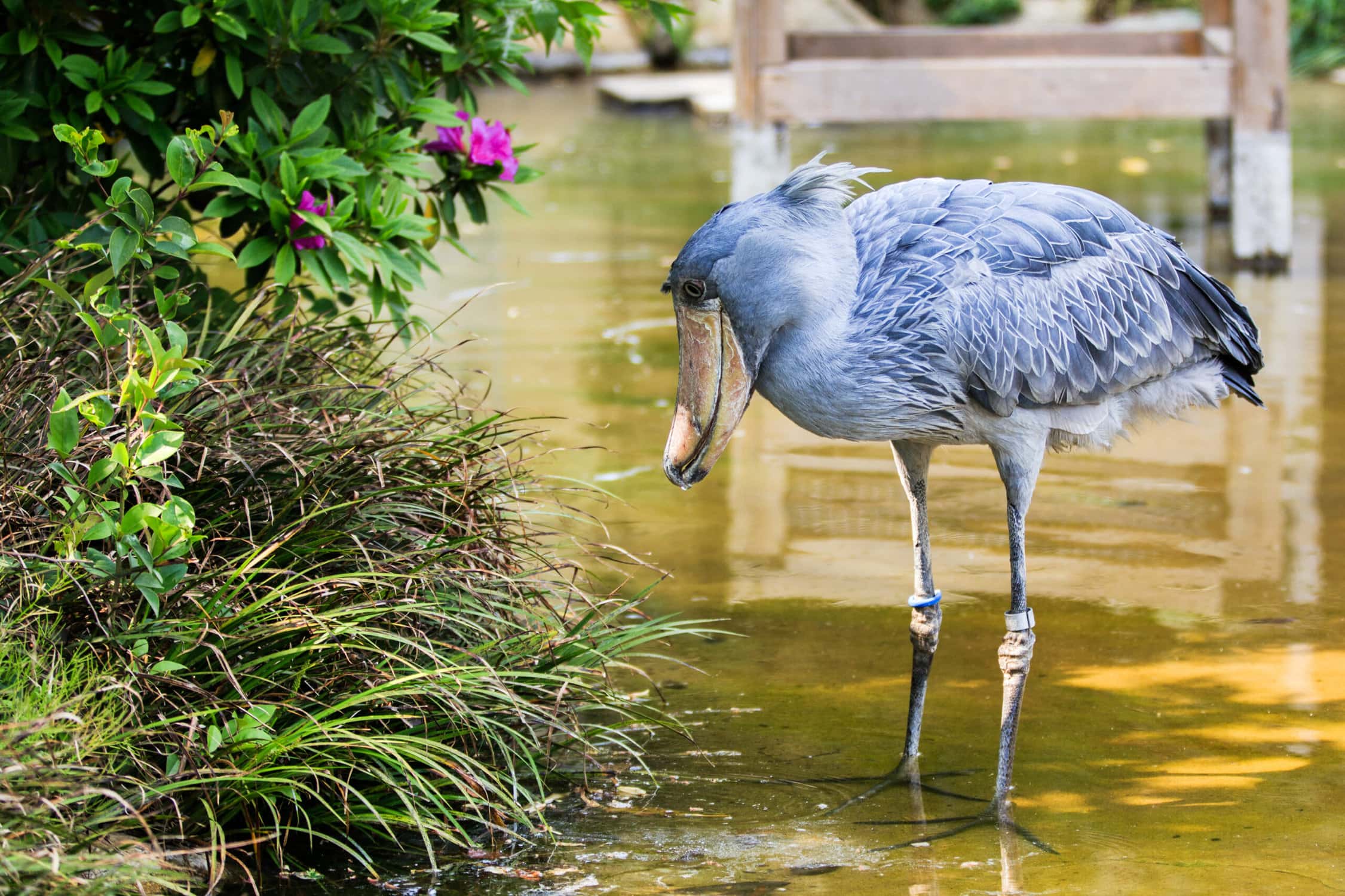 Species Spotlight: The Shoebill Stork | World Birds