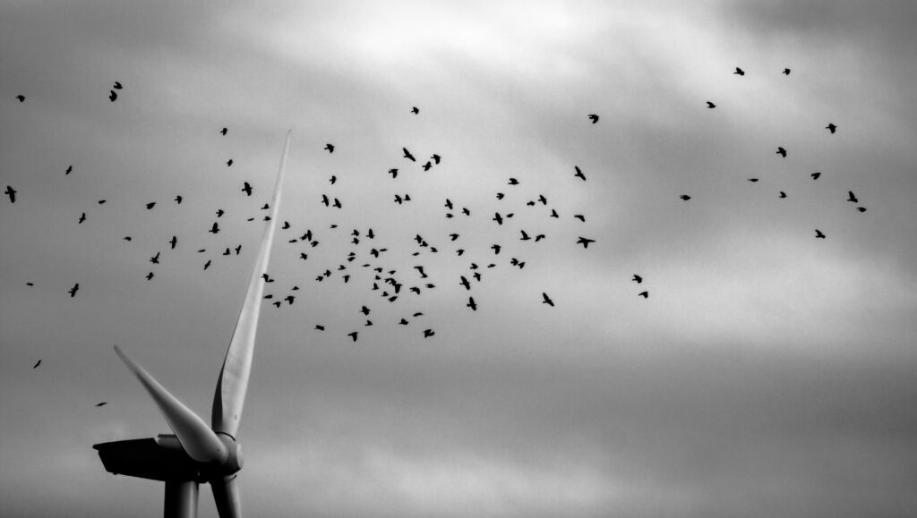 Wind turbine birds
