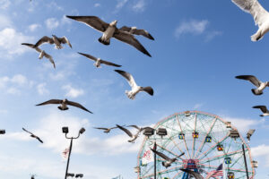 Seagulls at Boardwalk