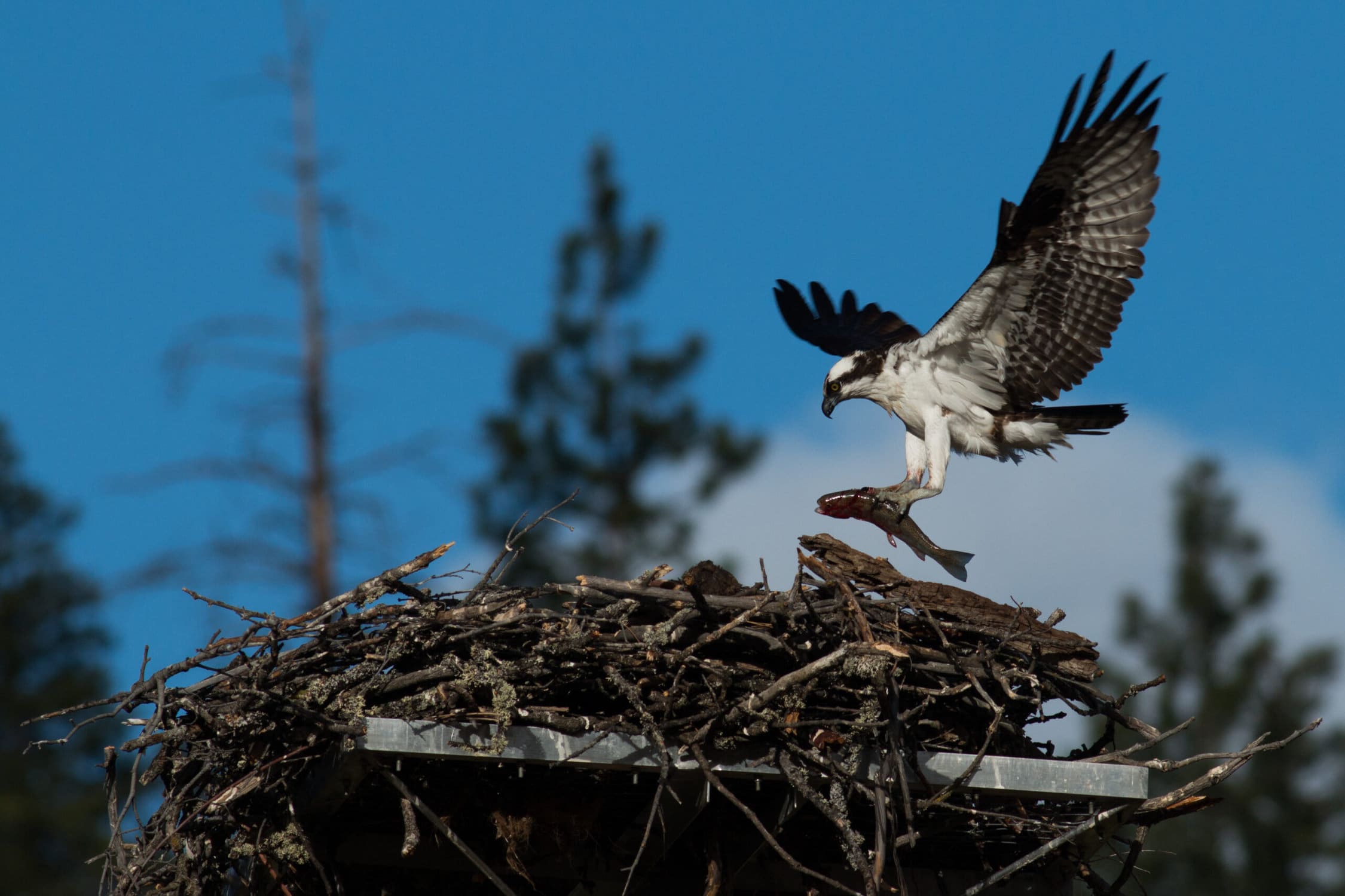Osprey Nest in Eire is the First in Centuries