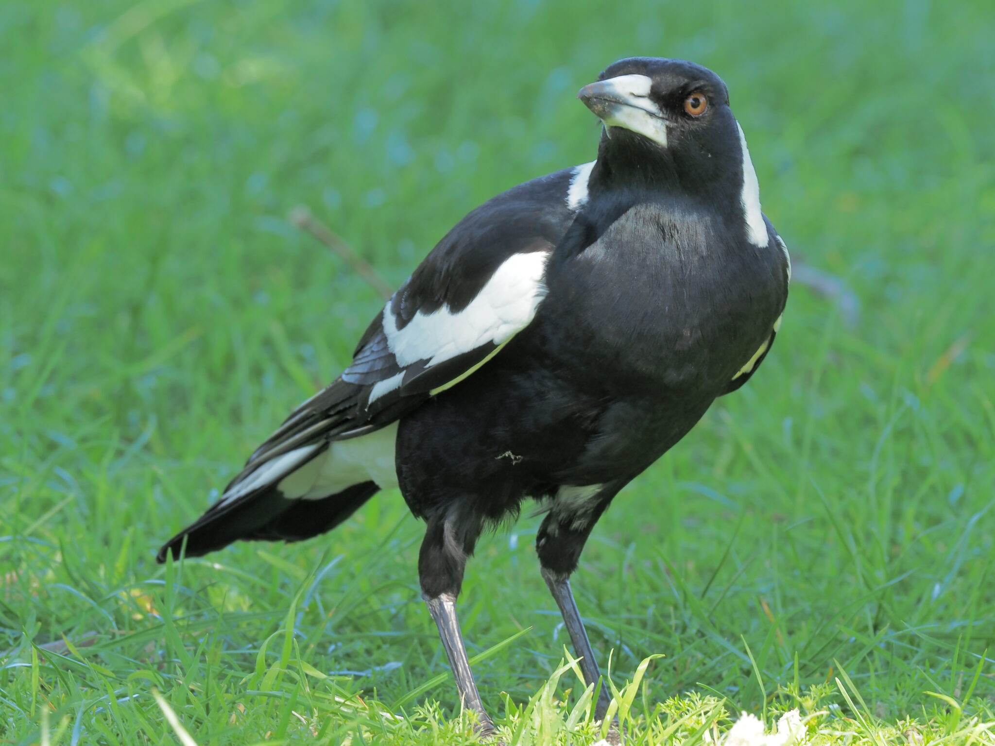 Spring Is Swooping Season For Australia’s Magpies | World Birds