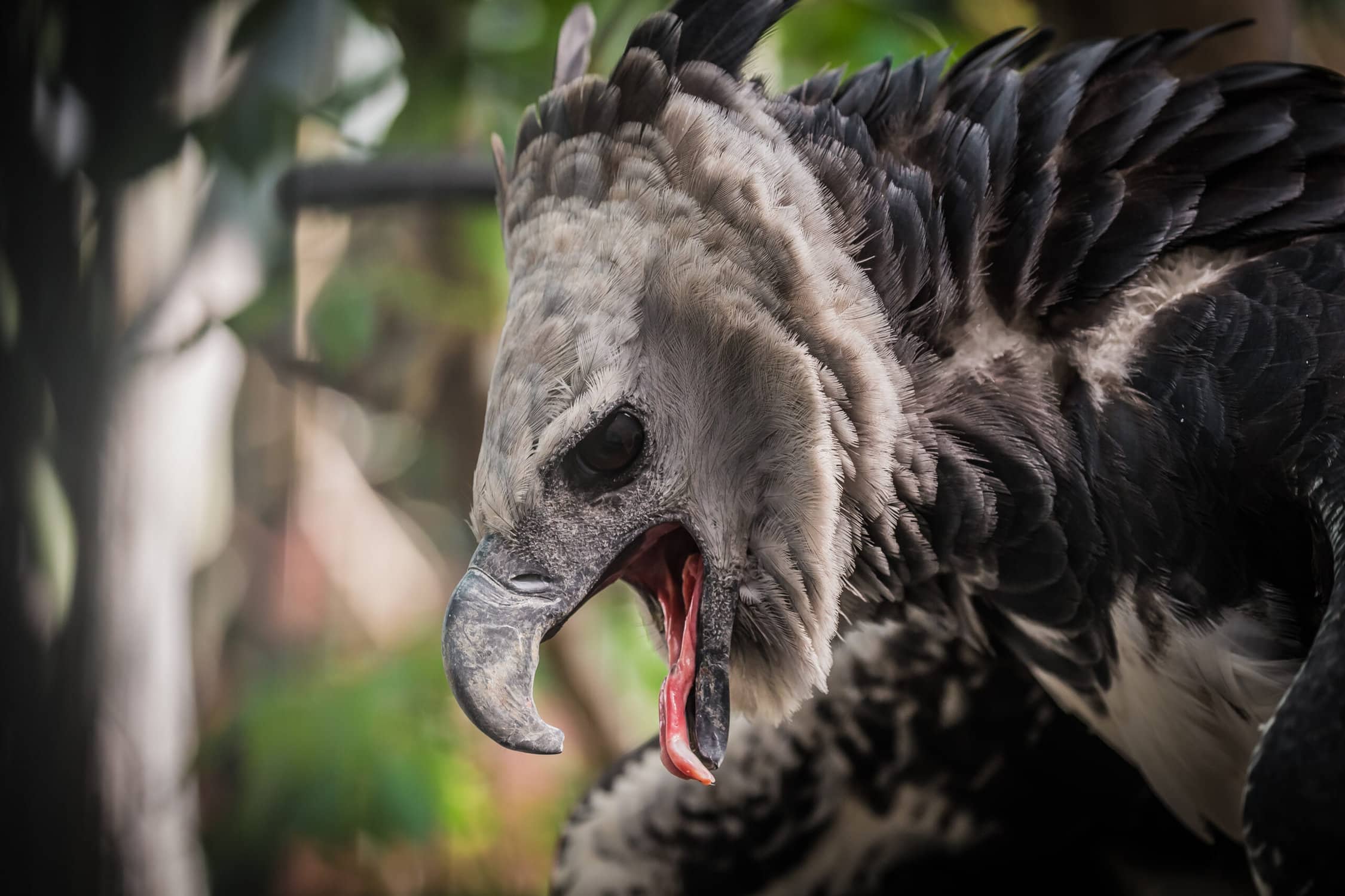 Species Spotlight: The Harpy Eagle