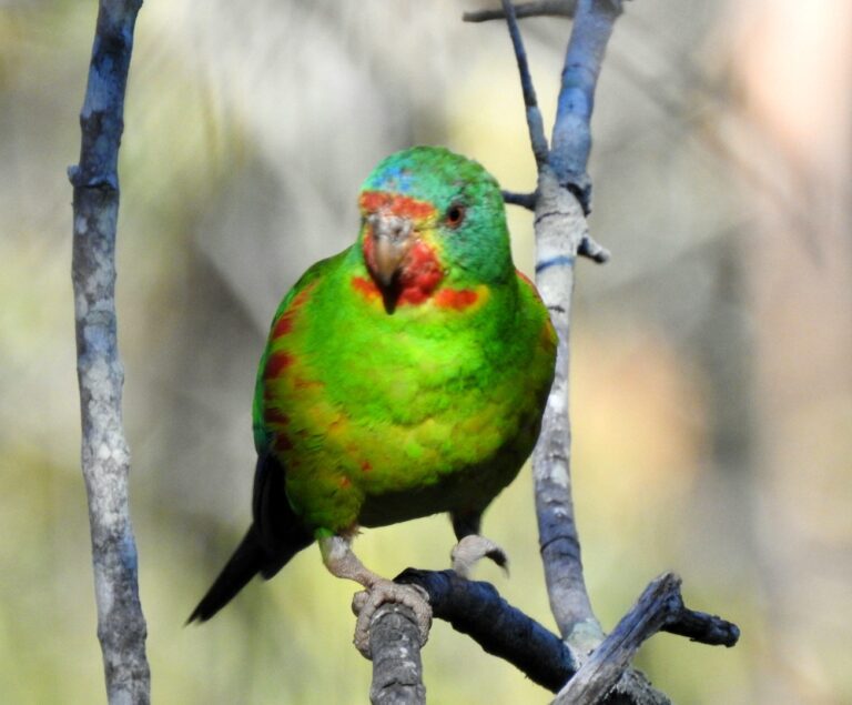 Australia’s Swift Parrots Are Hurtling Toward Extinction | World Birds