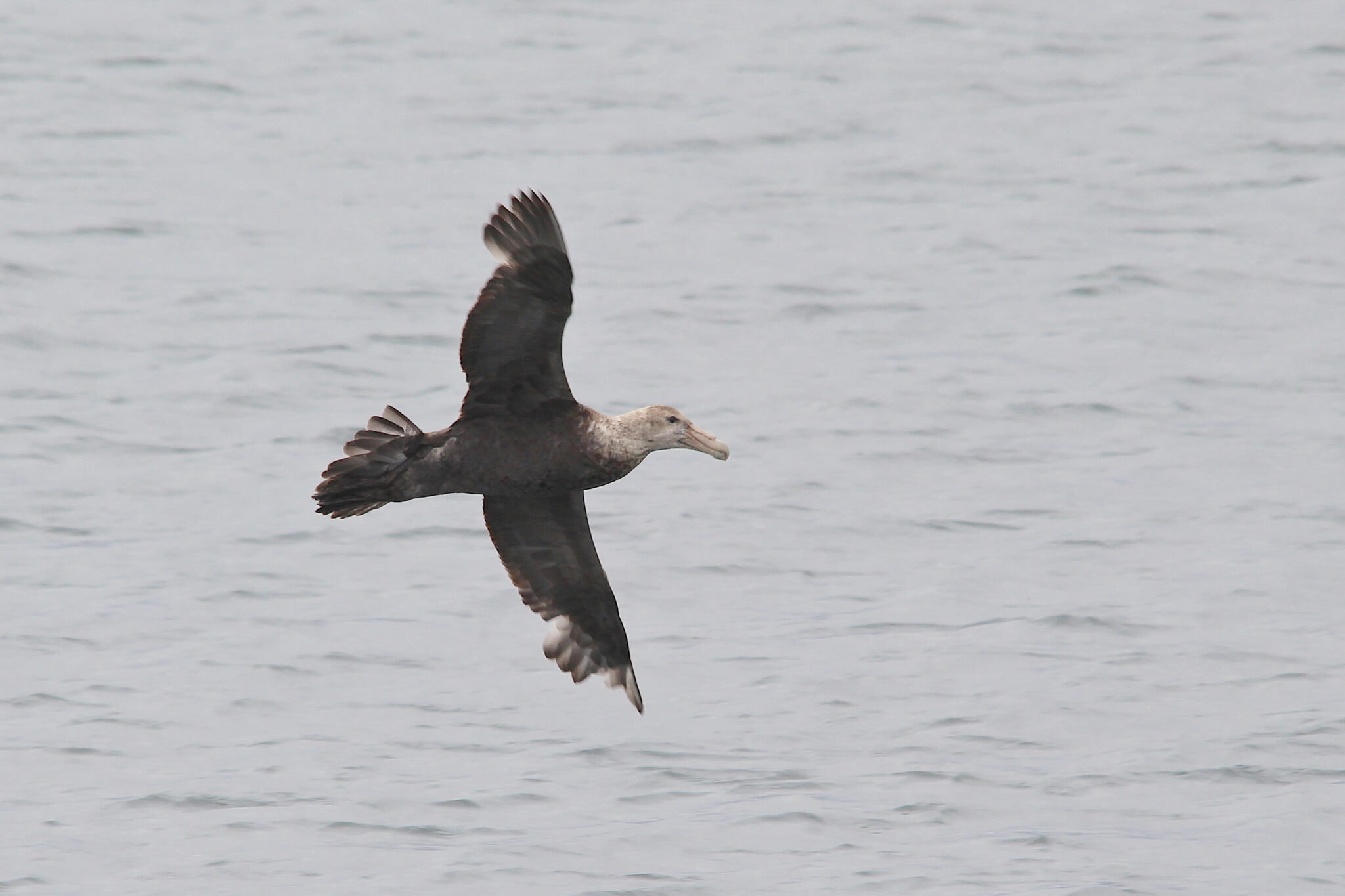 Species Spotlight: The Giant Petrel | World Birds