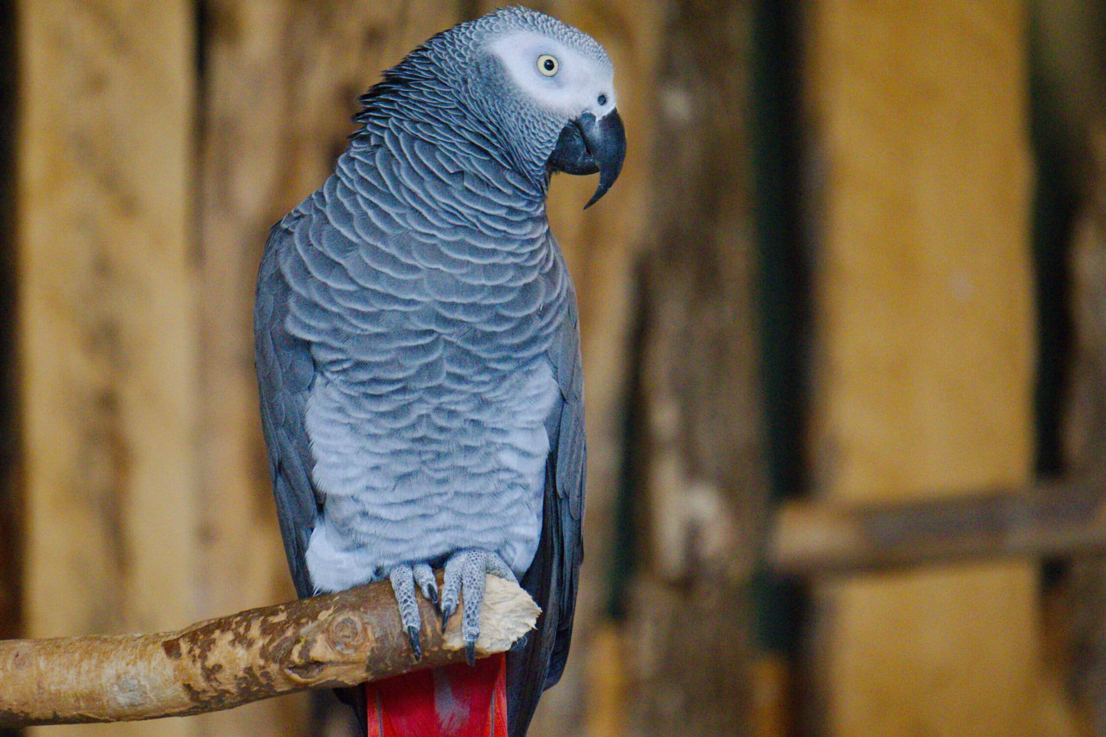 Species Highlight: The African Grey Parrot
