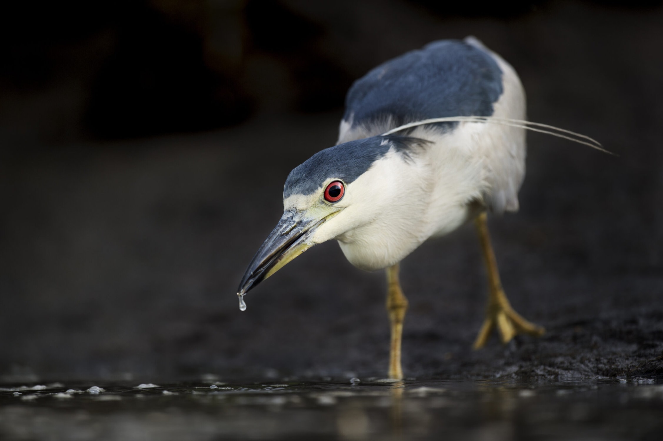 Species Highlight: The Black-crowned Evening Heron