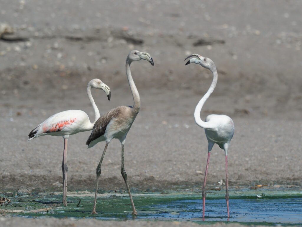 Trio of flamingos