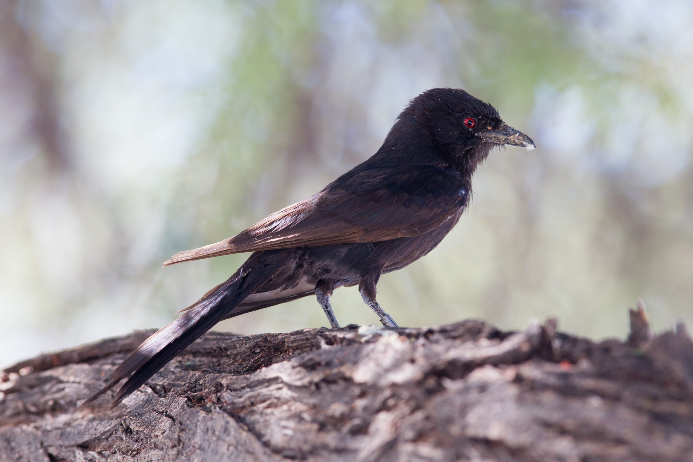 Species Highlight: The Fork-tailed Drongo
