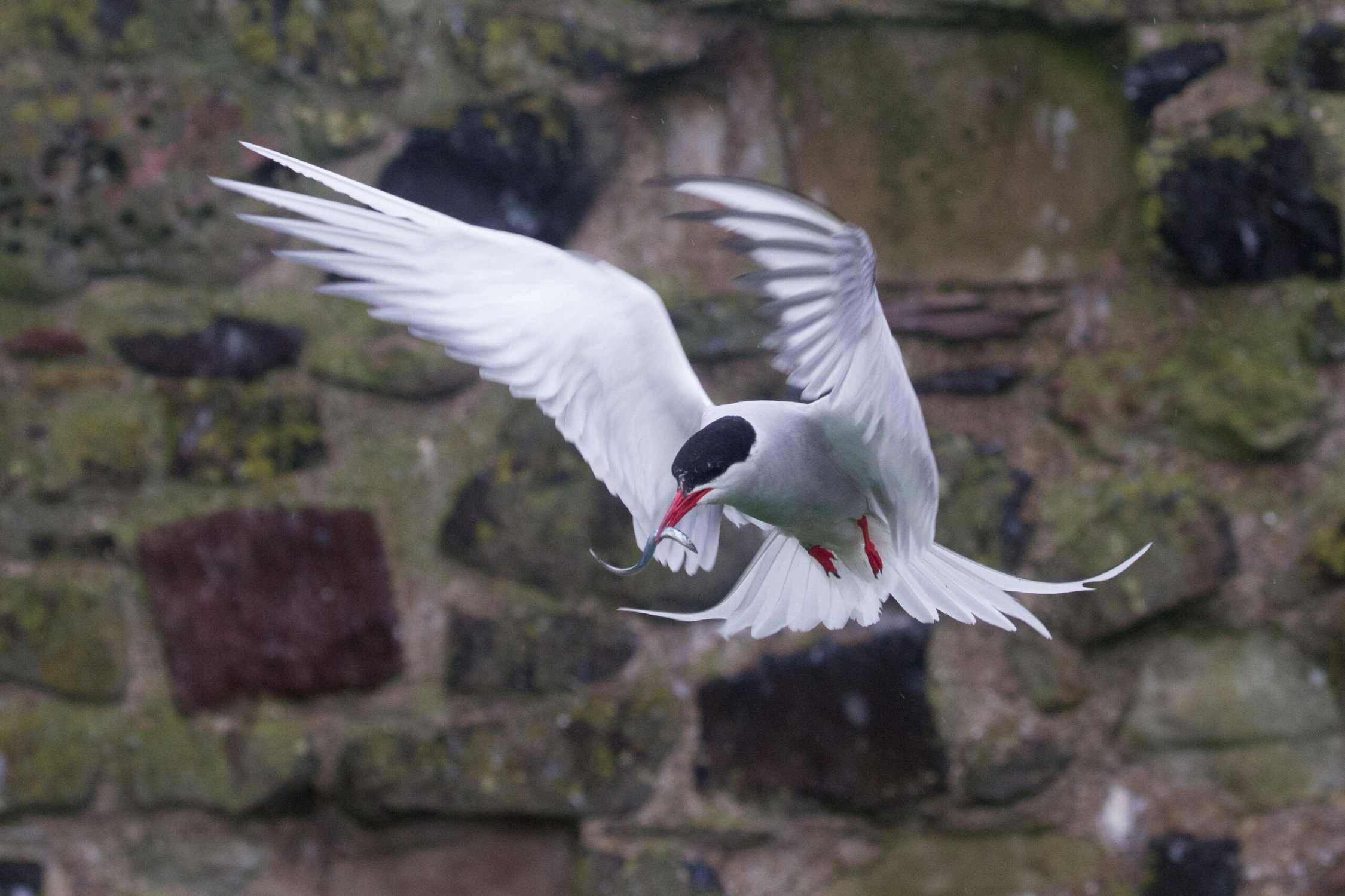 Species Highlight: The Arctic Tern