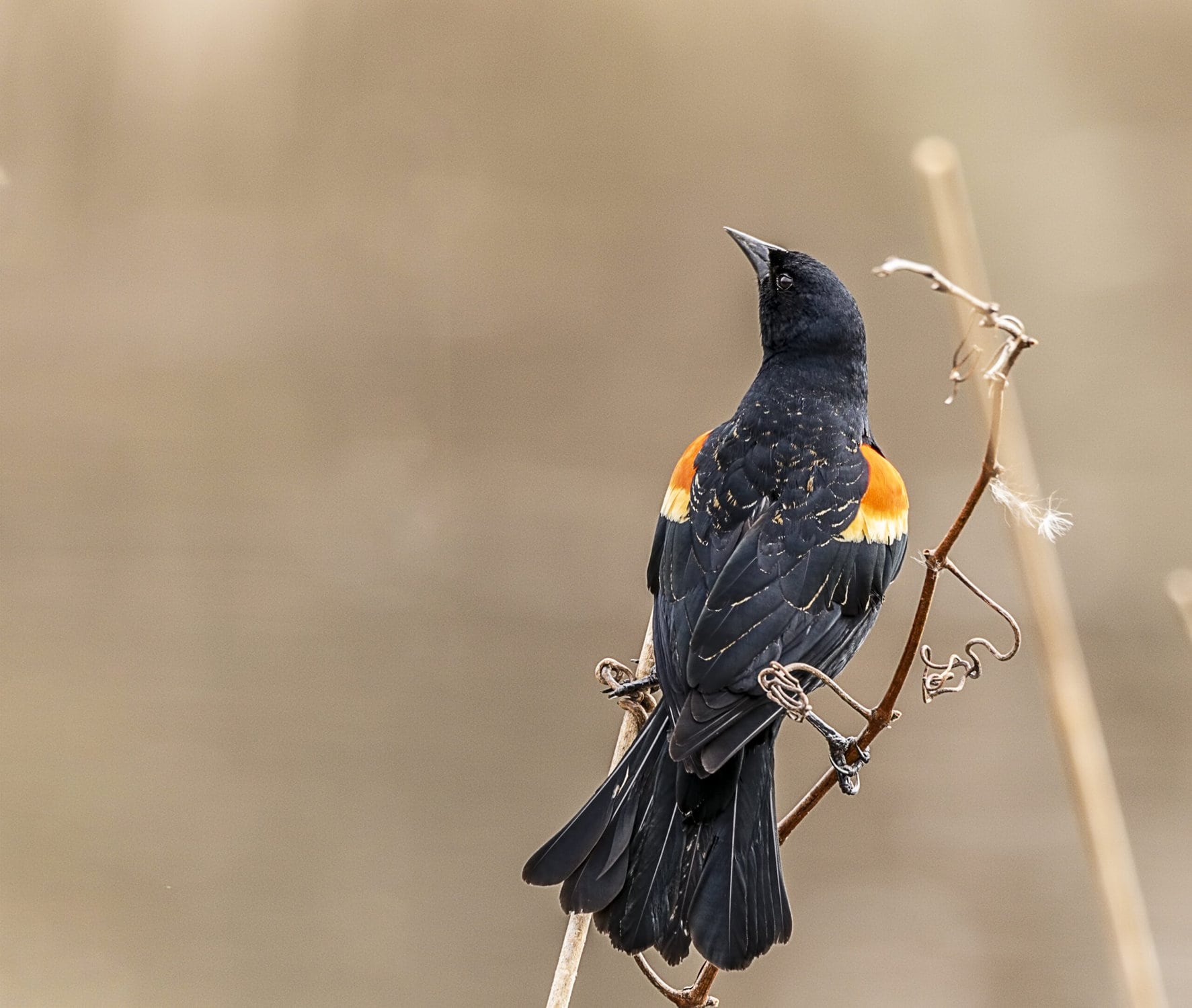 Species Highlight: The Crimson-winged Blackbird