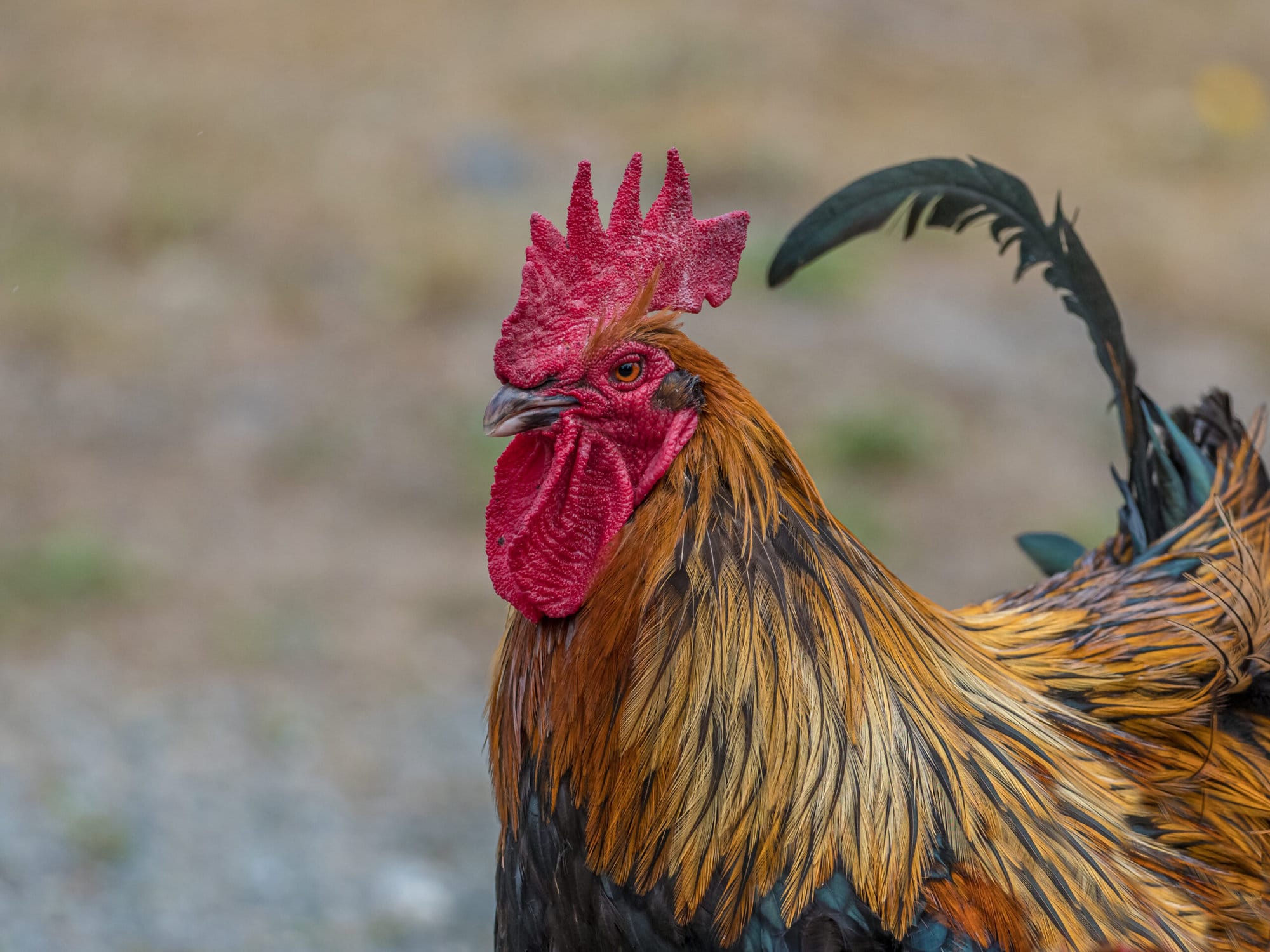 Can People Perceive the Language of Chickens?