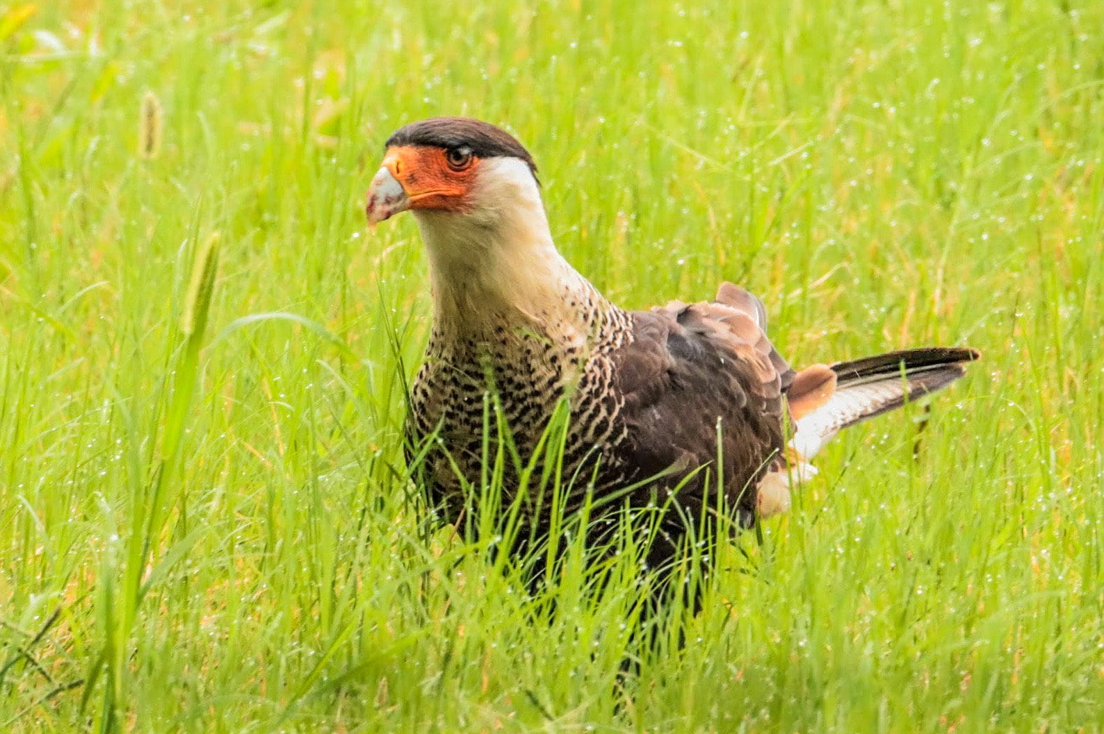 Species Highlight: The Crested Caracara