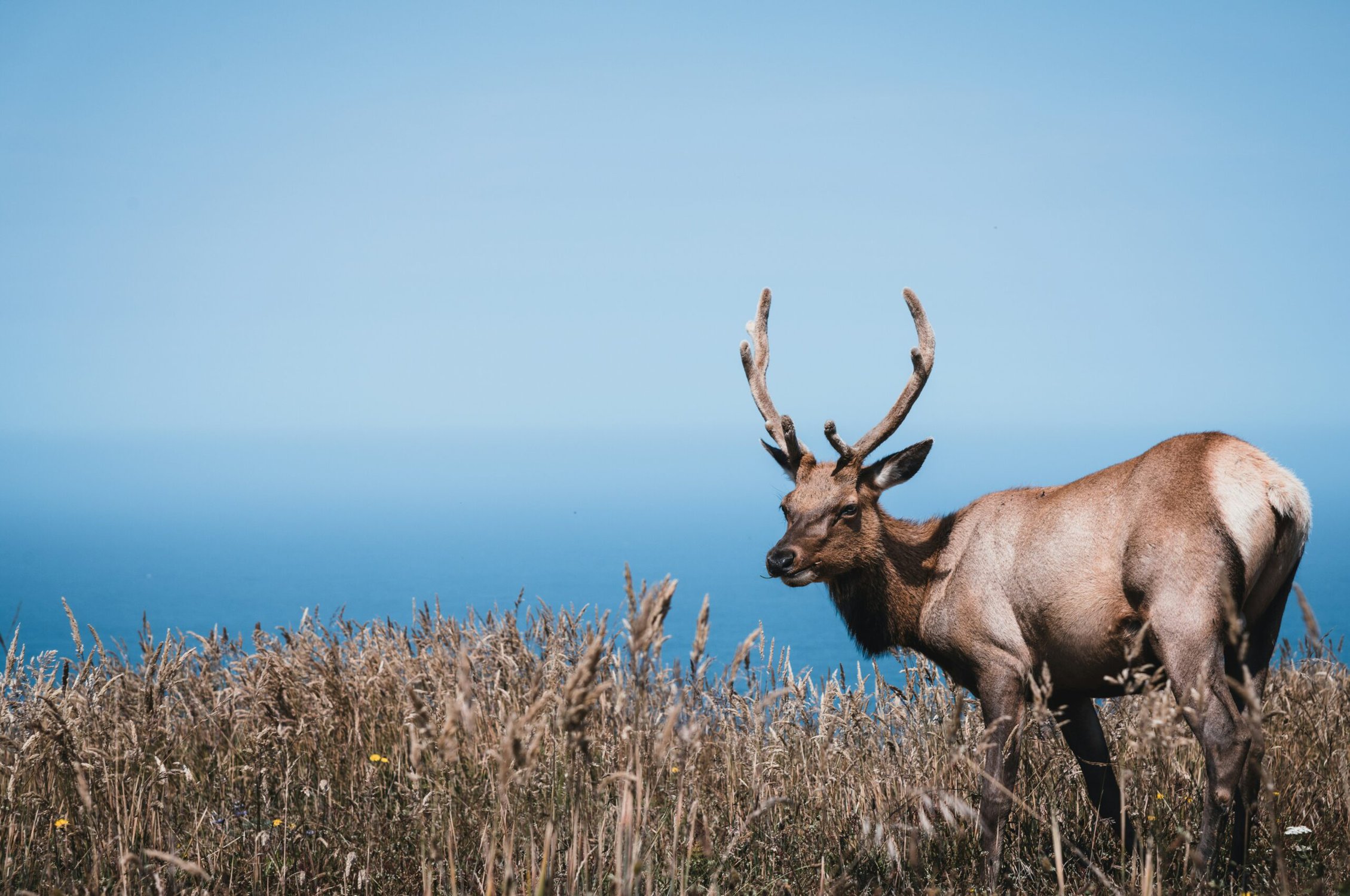 Decorative image of an elk standing in a field overlooking the ocean.