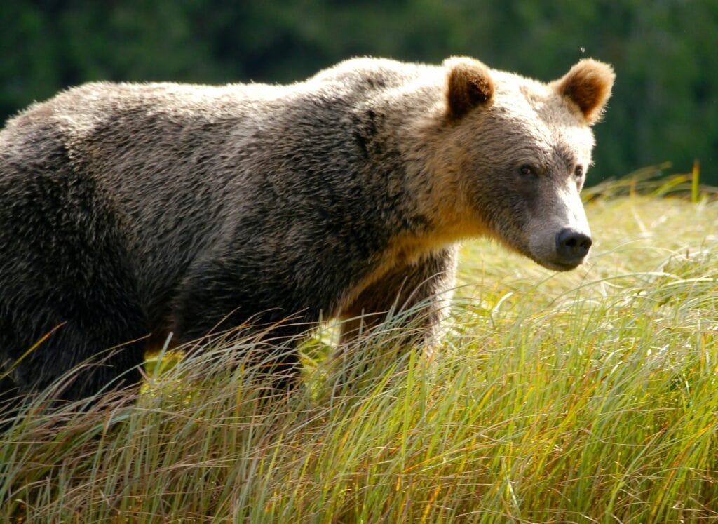 Decorative image of a bear walking through a grassy field.
